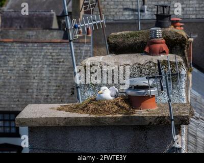 Mouette nichant sur des pots de cheminée sur le toit d'un Maison Royaume-Uni Banque D'Images