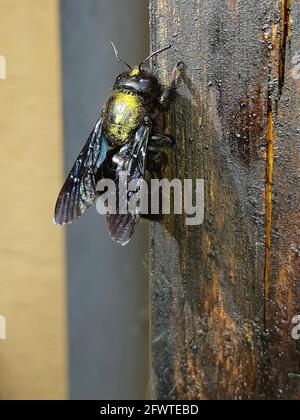 Abeille charpentier au premier plan sur bois Banque D'Images