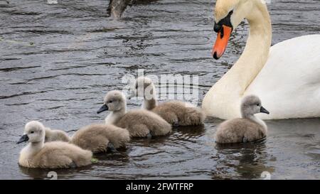 Lac Haltern, NRW, Allemagne. 24 mai 2021. Un cygnet gloufoque naque tout seul tandis qu'ils d'autres se sont alignés pour maman. Une famille de cygnes muets avec cinq cygnets duveteux d'une semaine s'aventurent sur le lac Haltern en dépit du temps pluvieux de vacances de banque allemande. Credit: Imagetraceur/Alamy Live News Banque D'Images