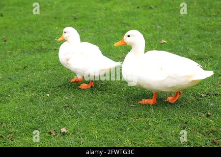 Une famille de canards blancs Peking doux marchent sur la pelouse verte au printemps, en été. Canetons, canard de viande, volaille sur la ferme dans le village. Sauvagine Banque D'Images