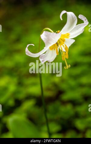 L'Oregon Fawn Lilly, également connu sous le nom de Giant White Fawn Lilly, la langue de l'additionneur géant ou Trout Lilly. Nom botanique - Erythronium Oregonum Banque D'Images