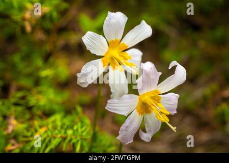 L'Oregon Fawn Lilly, également connu sous le nom de Giant White Fawn Lilly, la langue de l'additionneur géant ou Trout Lilly. Nom botanique - Erythronium Oregonum Banque D'Images