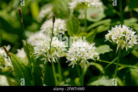 Gros plan sur un ail sauvage en fleurs Banque D'Images