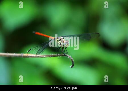 Mouche du dragon de queue de sang asiatique, Lathrecista asiatica, Nanded District, Maharashtra, Inde Banque D'Images