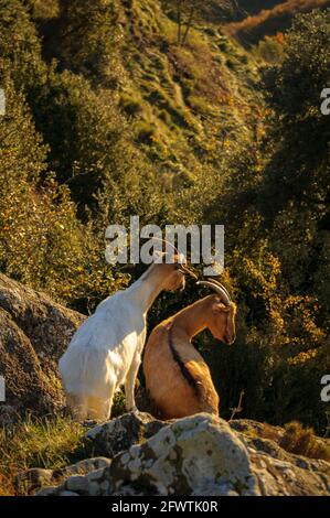 Chèvres domestiques (Capra aegagrus hircus) dans le Sanctuaire de Bellmunt (Osona, Barcelone, Catalogne, Pyrénées, Espagne) ESP: Cabras domésticas en Bellmunt Banque D'Images