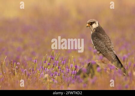 Faucon Amur femelle, Falco amurensis, perchée dans un décor violet, Lonavala, Inde Banque D'Images