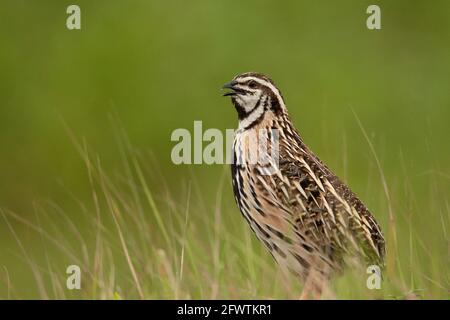 Caille de pluie, Coturnix coromandelica, tiré pendant les moussons au milieu de l'herbe verte luxuriante, Pune, Inde Banque D'Images