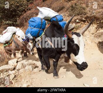 Caravane de yaks, bos grunniens ou bos mutus, en route vers le camp de base de l'Everest - montagnes de l'Himalaya du Népal Banque D'Images