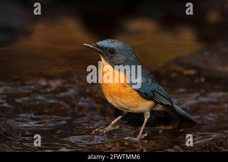 Le Blue Flycatcher de Tickell, Cyornis tickelliae, sur le point de prendre un bain, Pune, Inde Banque D'Images