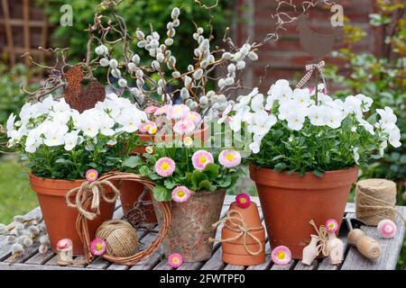 décoration de jardin rustique avec des fleurs de bellis perennis et des violons pots en terre cuite Banque D'Images