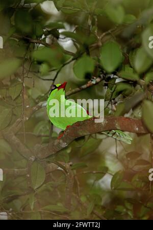 Bornean Green Magpie (Cissa jefferyi) adulte perchée sur branche (sous-espèce Bornean endémique) Kinabalu NP, Sabah, Bornéo Janvier Banque D'Images