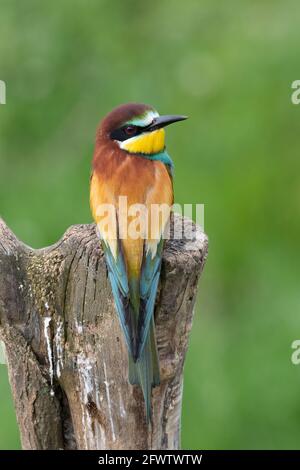 Apiculteur perchée sur une branche de Merops apiaster une souche d'arbre Banque D'Images