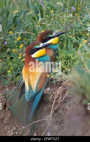 Paire d'abeilles-eater assis sur le sol près des fleurs Merops apiaster Banque D'Images