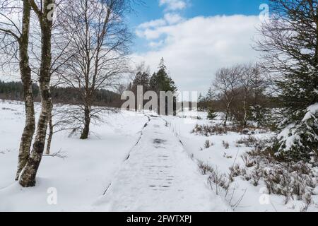 Hautes Fagnes, Belgique, 8 avril 2021 : les Hautes Fagnes forment une région qui s'étend, en Belgique, en région wallonne et, en Allemagne, en Rhénanie-Pa Banque D'Images