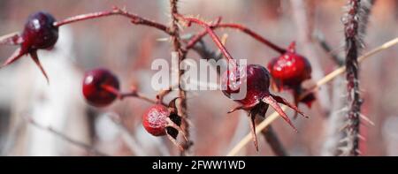 des hanches roses sèches au début du printemps sur la bague, adaptées à la barre de coupe ou à la bannière Banque D'Images