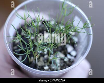 semis de pin dans un pot cultivé à partir de graines s'étendant vers la lumière Banque D'Images