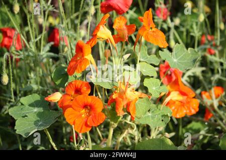 L'orange a fleuri le nasturtium dans le jardin d'été Banque D'Images