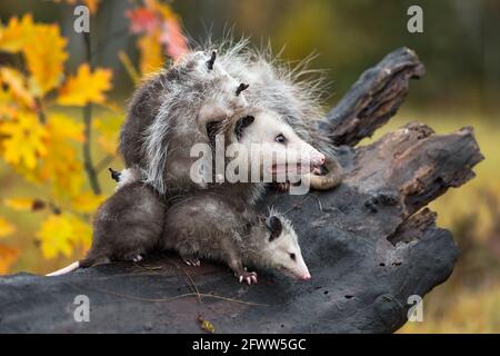 Virginia opossum (Didelphis virginiana) Avec la famille en rondins qui regarde l'automne droit - animaux captifs Banque D'Images