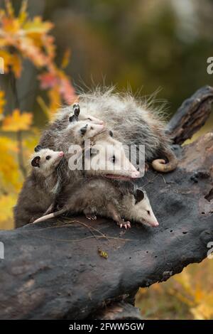 Virginia opossum (Didelphis virginiana) Une famille qui regarde à droite l'automne - animal captif Banque D'Images