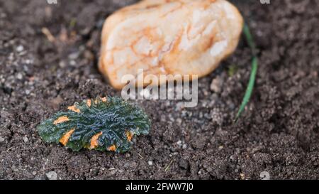 Rare joyau moldavite vert avec de la saleté orange sur une surface rugueuse sur un sol humide et boueux. Pierre de tektite brute non coupée de verre météorite près de cailloux dans la terre. Tchéquie. Banque D'Images