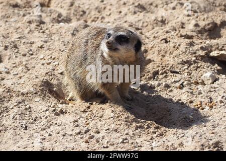Meerkat « Qui êtes-vous ? » Banque D'Images
