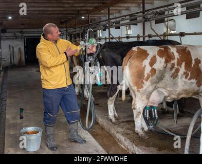 Jeune agriculteur debout dans des installations montrant une machine à traire. Homme à côté de Simmental et vaches Holstein industrie laitière Banque D'Images