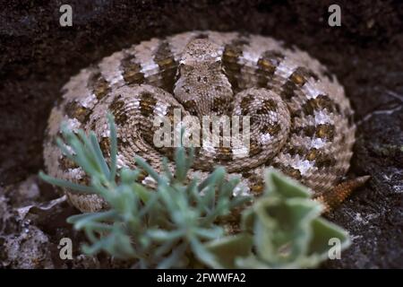 Un crotale de Crotalus cerastes; dans la vallée de la mort; Californie.Il s'est couché pour la nuit sur un lit de lave chaud ; il ne sera pas en place tant que le soleil n'aura pas porté sa température de sang jusqu'à la plage de fonctionnement.Ce n'est qu'à cette heure que l'on oserait se rapprocher de cette conclusion. Banque D'Images