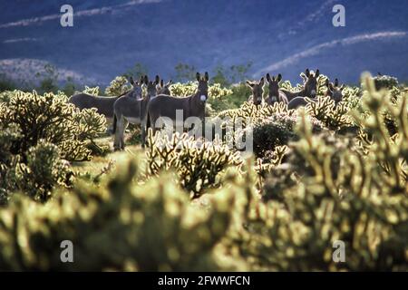 Neuf burros attentifs (Equus africanus asinus) dans un jardin de cactus de la Jolla dans le désert de Mojave; Californie.?Les burros étaient autrefois chéris par les prospecteurs et les rats désertiques pour leurs capacités de transport de charge et leur compagnie.?Ils pourraient toujours trouver une morsure à manger là où d'autres grands mammifères meurent de faim.Ils sont si bien adaptés qu'ils rivalisent avec des espèces indigènes, comme le mouflon d'Amérique en voie de disparition. Banque D'Images