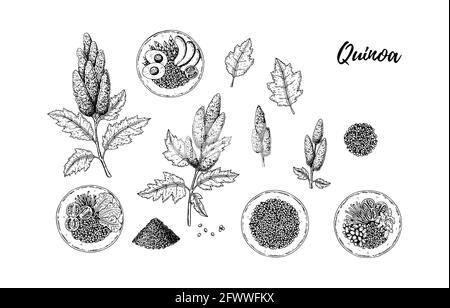 Ensemble d'éléments de conception de quinoa dessinés à la main isolés sur fond blanc. Illustration vectorielle dans le style d'esquisse Illustration de Vecteur