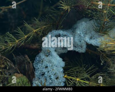 Perchaude fraie entre les plantes aquatiques sous l'eau, Rhénanie-du-Nord-Westphalie , Allemagne Banque D'Images