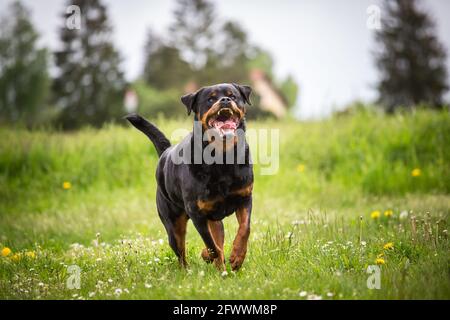 Rottweiler exécutant Banque D'Images