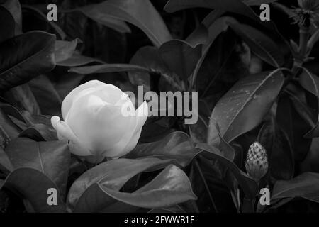 Fleur de magnolia en noir et blanc Banque D'Images