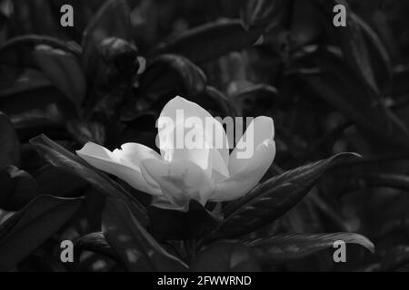 Fleur de magnolia en noir et blanc Banque D'Images