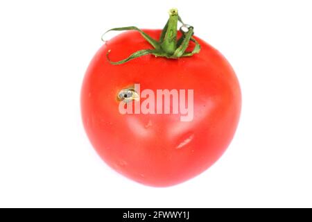 Les tomates endommagées par les chenilles de la feuille de tomate aussi appelé la tomate pinworm ou la tomate sud-américaine - Tuta absoluta (nom latin). Banque D'Images