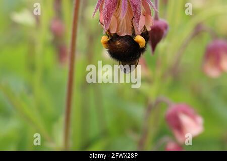 Une abeille montrant son fond et ses jambes pleines de nectar Banque D'Images