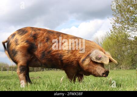 Cochon de couleur sable dans le jardin Banque D'Images