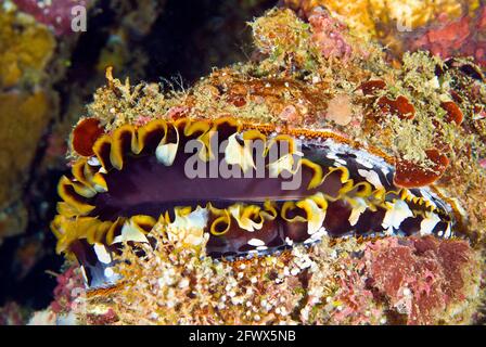 Huître à épine variable incrustée de croissance marine (Spondylus varians) sur le récif, Îles Salomon Banque D'Images