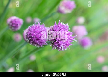 Cives, nom scientifique Allium schoenoprasum Banque D'Images