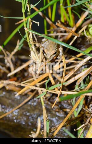 Grenouille des arbres du Pacifique à Baja California Oasis Banque D'Images