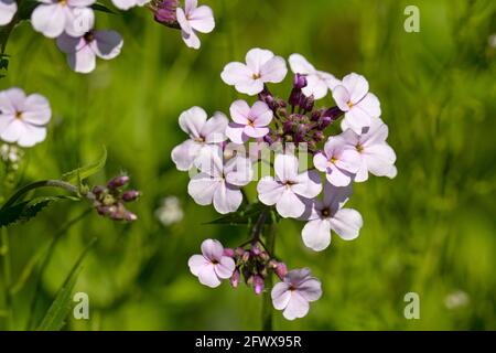 Dame's Rocket, Hesperis matronalis, Banque D'Images