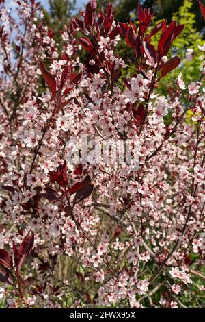 Cerise sur le sable à feuilles violettes, (Prunus x cistena) floraison Banque D'Images