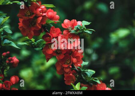 Fleurs de coing japonais - branche de Chaenomeles japonica avec fleurs rouges gros plan Banque D'Images