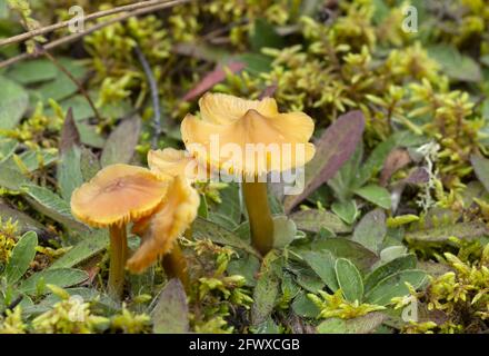 Capsule de cire conique, Hygrocybe conica poussant dans l'environnement naturel Banque D'Images