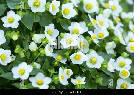 Violet persan en fleur, Exacum affine Banque D'Images