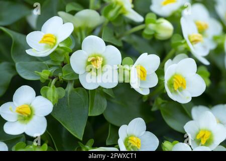 Violet persan en fleur, Exacum affine Banque D'Images