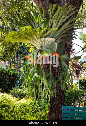 Belles fougères de staghorn ou d'elkhorn du genre platycerium sur un tronc d'arbre, dans le Queensland. Banque D'Images