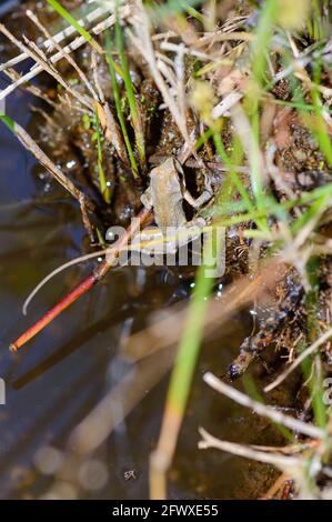 Grenouille des arbres du Pacifique à Baja California Oasis Banque D'Images