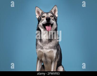 Le magnifique chien loup de Saarlos Banque D'Images