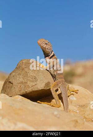 Grand bassin Collared Lizard in situ sur des rochers dans le Grand Canyon en Arizona ... a.k.a. Desert Collared Lizard Banque D'Images