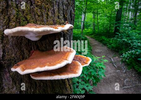 Ganoderma espèces de champignons polypores qui poussent sur l'écorce des arbres - Sycamore Cove Trail, Pisgah National Forest, Brevard, Caroline du Nord, États-Unis Banque D'Images